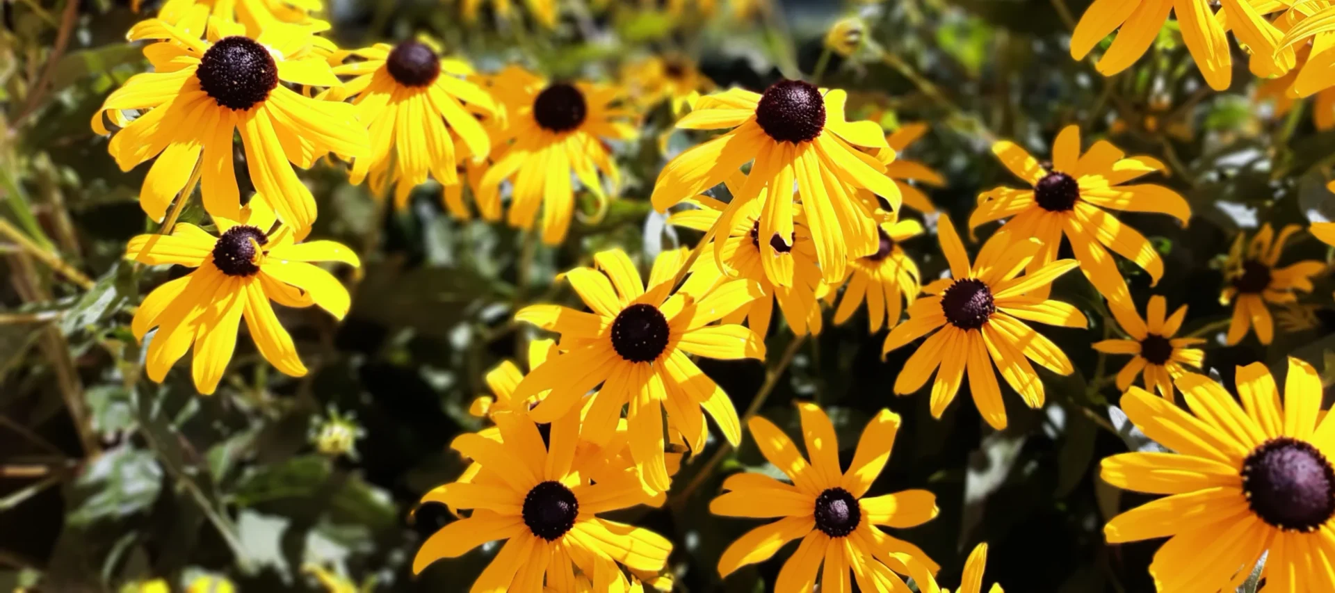 black eyed susan, wisconsin native perennials