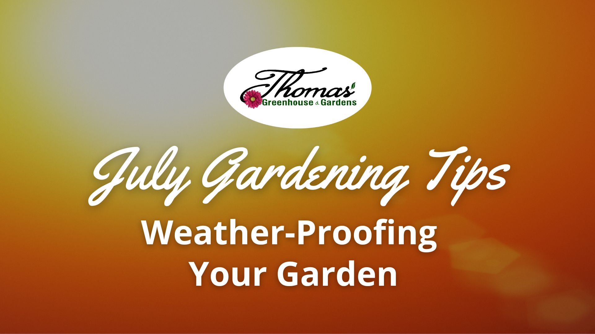 Warm orange gradient background with text ‘July Gardening Tips: Weather-Proofing Your Garden’ for Thomas Greenhouse & Gardens.